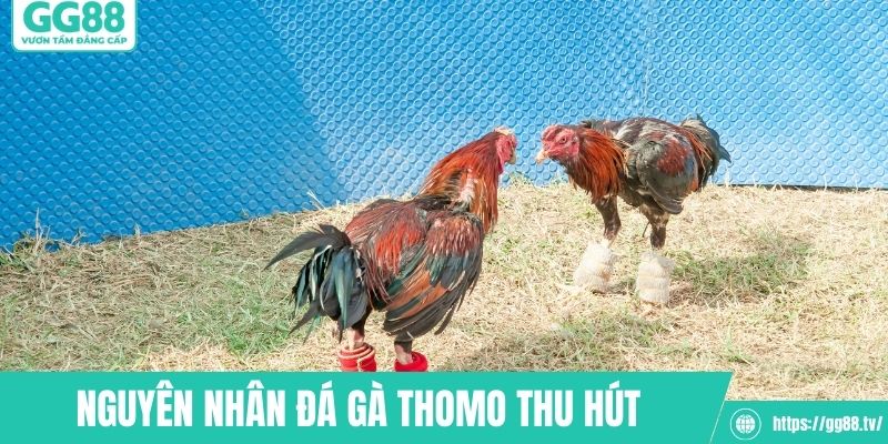 Nguyên nhân đá gà Thomo thu hút người xem