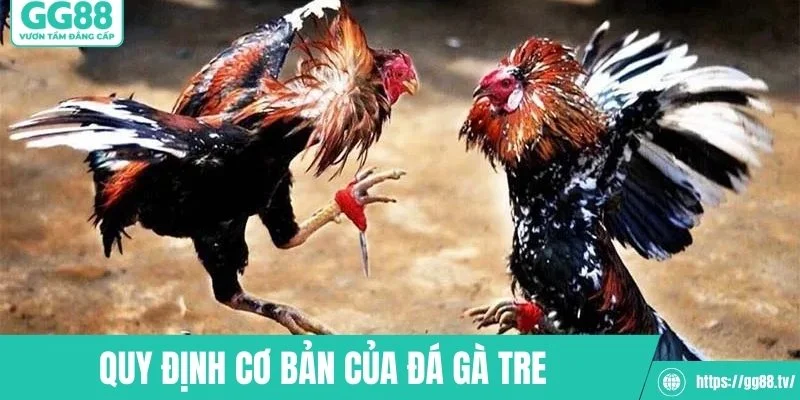 Những quy định cơ bản của đá gà tre truyền thống
