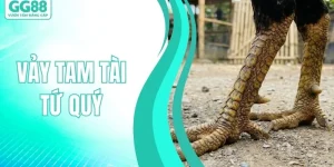 Vảy Tam Tài Tứ Quý - Thế Vảy Huyền Bí Tạo Nên Huyền Thoại